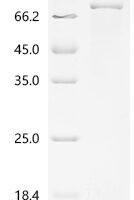 Mouse Protein NDNF (Ndnf) Recombinant Protein, N-His - BioCrest Sci