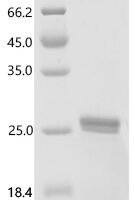 Human Bone morphogenetic protein 2 (BMP2) Recombinant Protein, N-His/C-His - BioCrest Sci