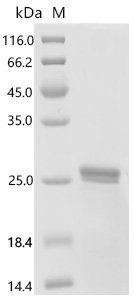 Human Bone morphogenetic protein 2 (BMP2) Recombinant Protein, N-His/C-His, E.coli, N-terminal 6xHis-tagged and C-terminal 6xHis-tagged, 22.9 kDa, purity >≥ 85% as determined by SDS-PAGE.