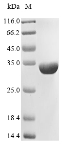 Nostoc sp. All1616 protein (all1616) Recombinant Protein, Nostoc sp. (strain PCC 7120 / SAG 25.82 / UTEX 2576), E.coli, N-terminal 6xHis-tagged, 31.9 kDa, purity >≥ 85% as determined by SDS-PAGE.