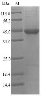 Human Nectin-2 (PVRL2), partial Recombinant Protein, Homo sapiens (Human), E.coli, N-terminal 6xHis-tagged, 39.2 kDa, purity >≥ 90% as determined by SDS-PAGE.