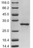 Methanothermobacter marburgensis F420-dependent NADP reductase (fno) Recombinant Protein - BioCrest Sci