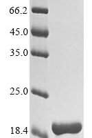 Griffithsia sp. Griffithsin (X31S) Recombinant Protein, N-His, aa 1–121 (X31S), Yeast - BioCrest Sci