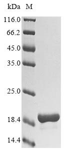 Griffithsia sp. Griffithsin (X31S) Recombinant Protein, N-His, aa 1–121 (X31S), Yeast, Griffithsia sp. (strain Q66D336) (Red alga), Yeast, N-terminal 6xHis-tagged, 14.7 kDa, purity >≥ 85% as determined by SDS-PAGE.