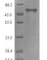 Arabidopsis thaliana Transcriptional activator DEMETER (DME), partial Recombinant Protein - BioCrest Sci
