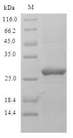 Phleum pRatense Pollen allergen Phl p 2 (PHLPII) Recombinant Protein, Phleum pratense (Common timothy), E.coli, N-terminal 6xHis-SUMO-tagged, 26.8 kDa, purity >≥ 90% as determined by SDS-PAGE.