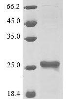 Saccharomyces cerevisiae Glutathione peroxidase-like peroxiredoxin 2 (GPX2) Recombinant Protein, N-10His/C-Myc - BioCrest Sci