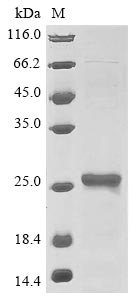 Saccharomyces cerevisiae Glutathione peroxidase-like peroxiredoxin 2 (GPX2) Recombinant Protein, N-10His/C-Myc, Saccharomyces cerevisiae (strain ATCC 204508 / S288c) (Baker's yeast), E.coli, N-terminal 10xHis-tagged and C-terminal Myc-tagged, 23.4 kDa, purity >≥ 85% as determined by SDS-PAGE.