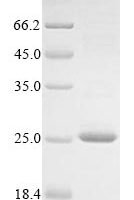 Crassostrea gigas A-kinase anchor protein 7 isoform X2 Recombinant Protein, Tag-Free - BioCrest Sci