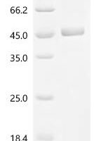 Mouse Protein Wnt-9a (Wnt9a) Recombinant Protein, C-His - BioCrest Sci