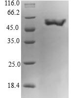 Human Guanine nucleotide-binding protein subunit alpha-15 (GNA15) Recombinant Protein - BioCrest Sci