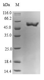 Human Guanine nucleotide-binding protein subunit alpha-15 (GNA15) Recombinant Protein, Homo sapiens (Human), E.coli, N-terminal 6xHis-Trx-tagged, 60.6 kDa, purity >≥ 90% as determined by SDS-PAGE.