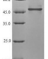 Drosophila melanogaster NADH-ubiquinone oxidoreductase 75 kDa subunit, mitochondria (ND75), partial Recombinant Protein - BioCrest Sci