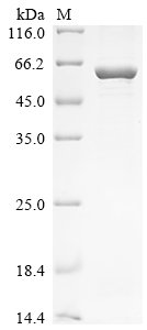 Arabidopsis thaliana Acetolactate synthase, chloroplastic (ALS), partial Recombinant Protein, N-10His, Arabidopsis thaliana (Mouse-ear cress), E.coli, N-terminal 10xHis-tagged, 66.0 kDa, purity >≥ 85% as determined by SDS-PAGE.