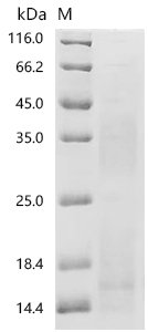 Mouse Hypoxia-inducible factor 1-alpha (Hif1a), partial Recombinant Protein, N-His, aa 380–585, Yeast, Mus musculus (Mouse), Yeast, N-terminal 6xHis-tagged, 24.2 kDa, purity >≥ 85% as determined by SDS-PAGE.
