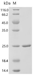 Human Cyclin-dependent kinase 4 inhibitor B(CDKN2B) Recombinant Protein, E.coli, C-terminal 6xHis-tagged, 21.6 kDa, purity >≥ 95% as determined by SDS-PAGE.