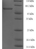 Cryptomeria japonica  Polygalacturonase Recombinant Protein - BioCrest Sci