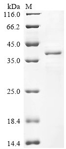 Magnaporthe oryzae Cutinase (CUT1) Recombinant Protein, Magnaporthe oryzae (strain 70-15 / ATCC MYA-4617 / FGSC 8958) (Rice blast fungus) (Pyricularia oryzae), E.coli, N-terminal 6xHis-SUMO-tagged, 35.5 kDa, purity >≥ 85% as determined by SDS-PAGE.