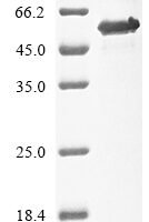 Human Interferon regulatory factor 1 (IRF1)(C83S) Recombinant Protein, N-10His/C-Myc, aa 1–325 (C83S), E.coli - BioCrest Sci