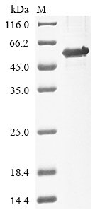 Human Interferon regulatory factor 1 (IRF1)(C83S) Recombinant Protein, N-10His/C-Myc, aa 1–325 (C83S), E.coli, Homo sapiens (Human), E.coli, N-terminal 10xHis-tagged and C-terminal Myc-tagged, 43.9 kDa, purity >≥ 85% as determined by SDS-PAGE.