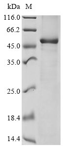 Human ADP-ribosyl cyclase/cyclic ADP-ribose hydrolase 1 (CD38), partial Recombinant Protein, Homo sapiens (Human), E.coli, N-terminal GST-tagged, 56.2 kDa, purity >≥ 85% as determined by SDS-PAGE.