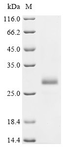 Mouse Insulin-1 (Ins1) Recombinant Protein, N-His/C-Myc, Mus musculus (Mouse), Yeast, N-terminal 6xHis-tagged and C-terminal Myc-tagged, 13.0 kDa, purity >≥ 90% as determined by SDS-PAGE.