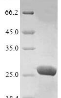 Human Peroxiredoxin-1 (PRDX1) Recombinant Protein, N-10His - BioCrest Sci