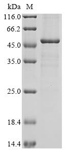 Human Guanine nucleotide-exchange factor SEC12 (PREB), partial Recombinant Protein, Homo sapiens (Human), E.coli, N-terminal 10xHis-tagged and C-terminal Myc-tagged, 49.8 kDa, purity >≥ 85% as determined by SDS-PAGE.