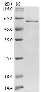 Canine coronavirus Nucleoprotein (N) Recombinant Protein, N-10His/C-Myc, Canine coronavirus (strain Insavc-1) (CCoV) (Canine enteric coronavirus), E.coli, N-terminal 10xHis-tagged and C-terminal Myc-tagged, 50.9 kDa, purity >≥ 85% as determined by SDS-PAGE.