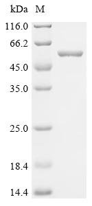 Glutamicibacter nicotianae Adenylate cyclase (cya) Recombinant Protein, Glutamicibacter nicotianae (Arthrobacter nicotianae), E.coli, C-terminal 6xHis-tagged, 51.9 kDa, purity >≥ 95% as determined by SDS-PAGE.