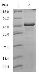 Human Histone H1.0 (H1-0) Recombinant Protein, Homo sapiens (Human), E.coli, N-terminal 6xHis-GST-tagged, 52.4 kDa, purity >≥ 90% as determined by SDS-PAGE.