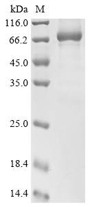 Human Calpain-8 (CAPN8) Recombinant Protein, Tag-Free, Homo sapiens (Human), E.coli, Tag-Free, 79.1 kDa, purity >≥ 85% as determined by SDS-PAGE.
