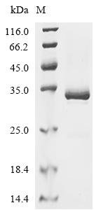 Bombyx mori Fibrohexamerin (P25) Recombinant Protein, C-His, aa 17–220, Yeast, Yeast, C-terminal 6xHis-tagged, 25.1 kDa, purity >≥ 90% as determined by SDS-PAGE.