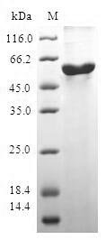 Human Protein boule-like (BOLL) Recombinant Protein, N-GST, Homo sapiens (Human), E.coli, N-terminal GST-tagged, 58.3 kDa, purity >≥ 90% as determined by SDS-PAGE.