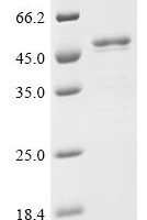 Human Splicing factor U2AF 65 kDa subunit (U2AF2) Recombinant Protein - BioCrest Sci