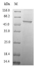 Human Transcription initiation factor TFIID subunit 11 (TAF11) Recombinant Protein, Homo sapiens (Human), E.coli, N-terminal GST-tagged, 50.3 kDa, purity >≥ 90% as determined by SDS-PAGE.