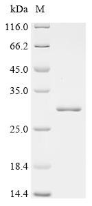 Human Protein IWS1 homolog (IWS1), partial Recombinant Protein, Homo sapiens (Human), E.coli, C-terminal 6xHis-tagged, 25.7 kDa, purity >≥ 95% as determined by SDS-PAGE.