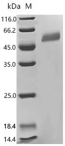 Human Early activation antigen CD69 (CD69), partial Recombinant Protein, C-mFc2a, Homo sapiens (Human), Mammalian cell, C-terminal mFc2a-tagged, 45.3 kDa, purity >≥ 95% as determined by SDS-PAGE.