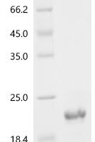 Danio rerio Protein DVR-1 (dvr1) Recombinant Protein - BioCrest Sci