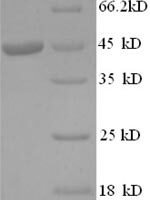 Human Interleukin-1 alpha (IL1A) Recombinant Protein, N-GST - BioCrest Sci