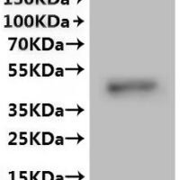 Human Gap junction alpha-5 protein (GJA5)-VLPs Recombinant Protein - BioCrest Sci