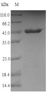 Campylobacter jejuni subsp. Major cell-binding factor (peb1A) Recombinant Protein, Campylobacter jejuni subsp. jejuni serotype O:23/36 (strain 81-176), E.coli, N-terminal 10xHis-SUMO-tagged and C-terminal Myc-tagged, 45.4 kDa, purity >≥ 90% as determined by SDS-PAGE.