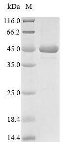 Plasmodium falciparum Merozoite surface protein 1 (MSP-1), partial Recombinant Protein, Plasmodium falciparum (isolate K1 / Thailand), E.coli, N-terminal 10xHis-tagged, 40.3 kDa, purity >≥ 85% as determined by SDS-PAGE.