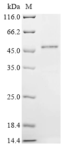 Human Ribonuclease 7 (RNASE7) Recombinant Protein, C-hFc1, Homo sapiens (Human), Mammalian cell, C-terminal hFc1-tagged, 43.4 kDa, purity >≥ 85% as determined by SDS-PAGE.
