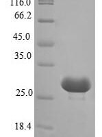 Nostoc sp. Alr2278 protein (alr2278) Recombinant Protein, N-10His/C-Myc - BioCrest Sci