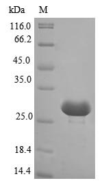 Nostoc sp. Alr2278 protein (alr2278) Recombinant Protein, N-10His/C-Myc, Nostoc sp. (strain PCC 7120 / SAG 25.82 / UTEX 2576), E.coli, N-terminal 10xHis-tagged and C-terminal Myc-tagged, 28.2 kDa, purity >≥ 85% as determined by SDS-PAGE.