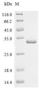 Arabidopsis thaliana Auxin-responsive protein IAA3 (IAA3) Recombinant Protein, Arabidopsis thaliana (Mouse-ear cress), E.coli, C-terminal 6xHis-tagged, 28.4 kDa, purity >≥ 95% as determined by SDS-PAGE.