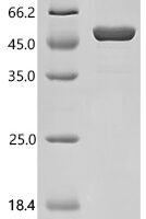 Human Apolipoprotein A-IV(APOA4) Recombinant Protein - BioCrest Sci