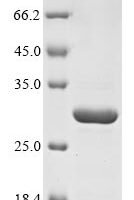 Escherichia coli RNA polymerase sigma factor for flagellar operon (fliA) Recombinant Protein, Tag-Free - BioCrest Sci