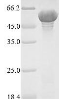 Lachnospiraceae bacterium A4 Flagellin Recombinant Protein - BioCrest Sci